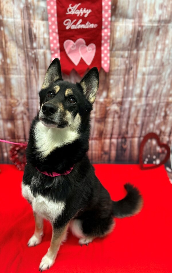 Timber, an adoptable Siberian Husky, German Shepherd Dog in Keswick, ON, L4P 3G1 | Photo Image 2