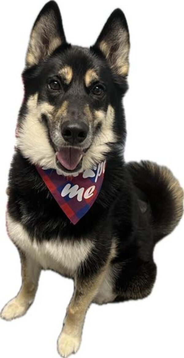 Timber, an adoptable Siberian Husky, German Shepherd Dog in Keswick, ON, L4P 3G1 | Photo Image 3