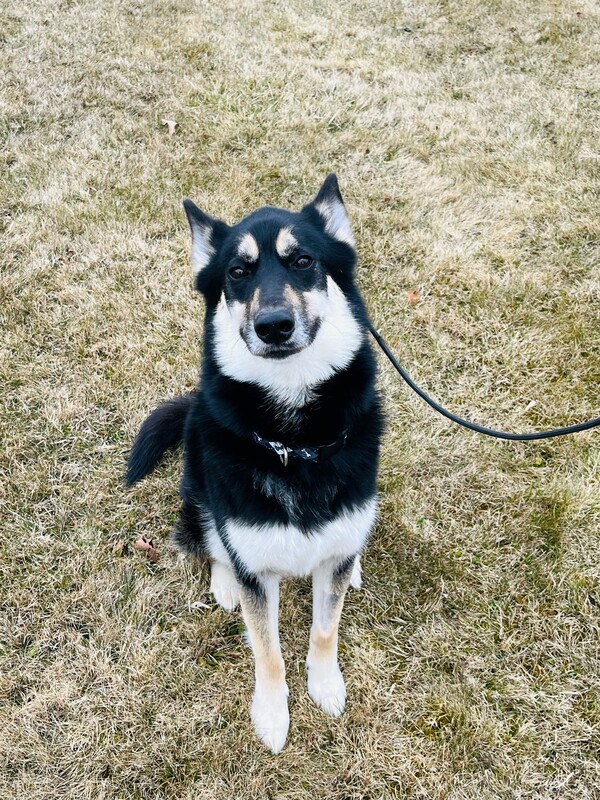 Timber, an adoptable Siberian Husky, German Shepherd Dog in Keswick, ON, L4P 3G1 | Photo Image 5