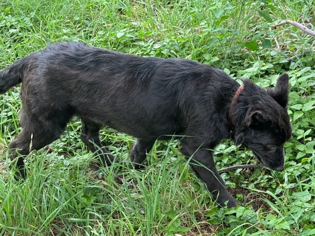 Charcoal, an adoptable Australian Shepherd, Mixed Breed in Brownwood, TX, 76801 | Photo Image 1