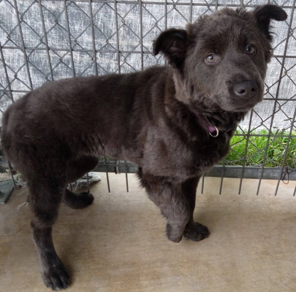 Charcoal, an adoptable Australian Shepherd, Mixed Breed in Brownwood, TX, 76801 | Photo Image 2