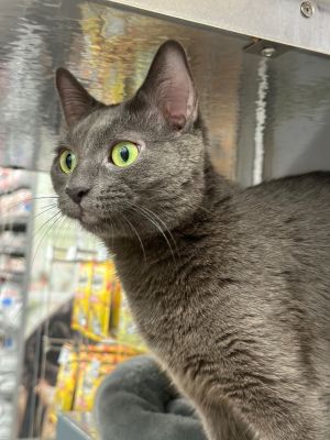 Belinda is a curious 10 month old cat who will warm your heart She is very affe