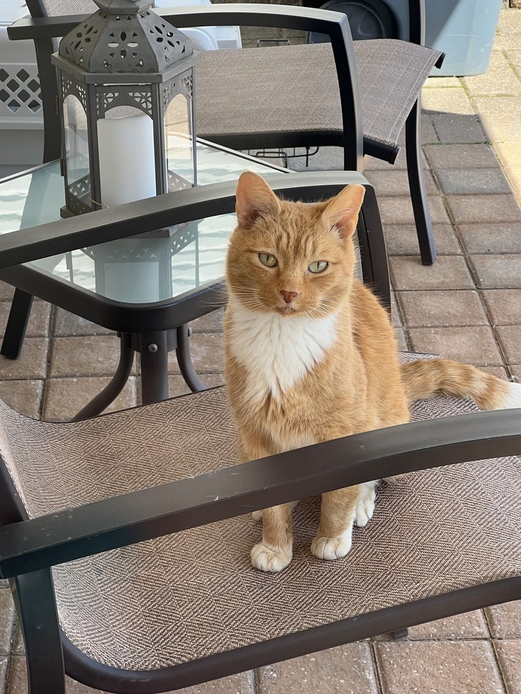 Ginger