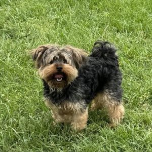 Meet Harlem the pint-sized Yorkie with a big personality At just 7 pounds and 2 years old Harlem 