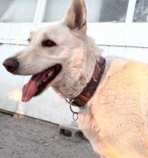 Rex, Adult Male German Shepherd Dog