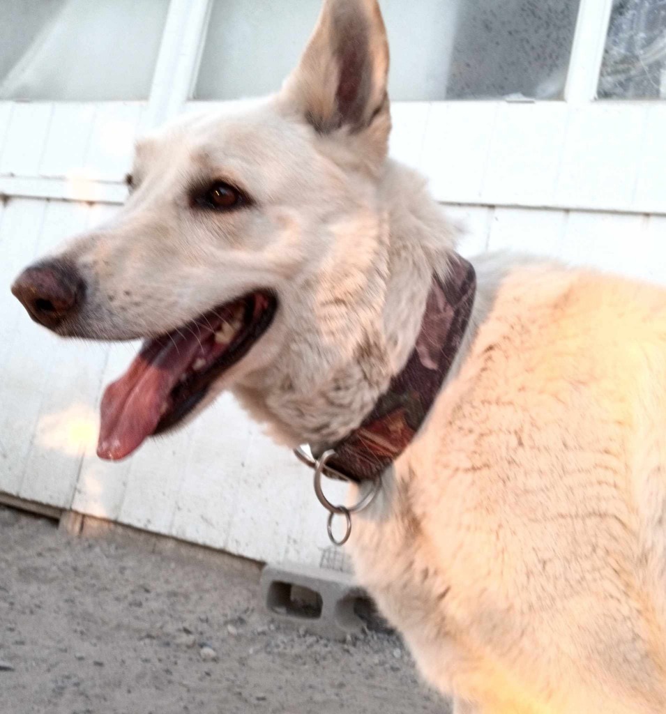 Rex, an adoptable German Shepherd Dog in Pahrump, NV, 89048 | Photo Image 1