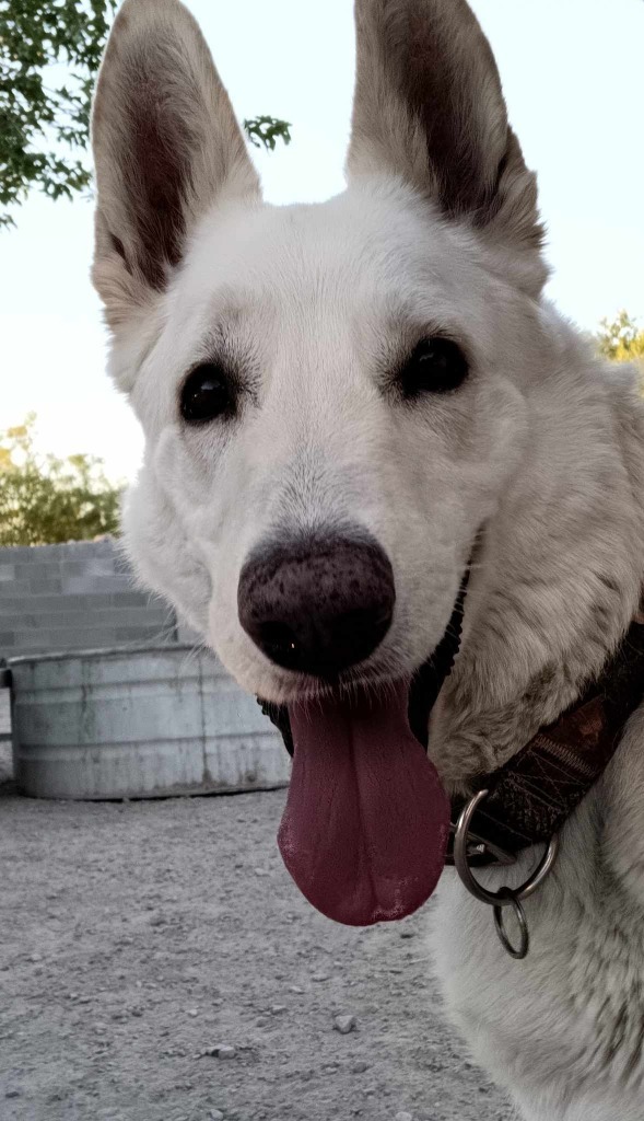 Rex, an adoptable German Shepherd Dog in Pahrump, NV, 89048 | Photo Image 2
