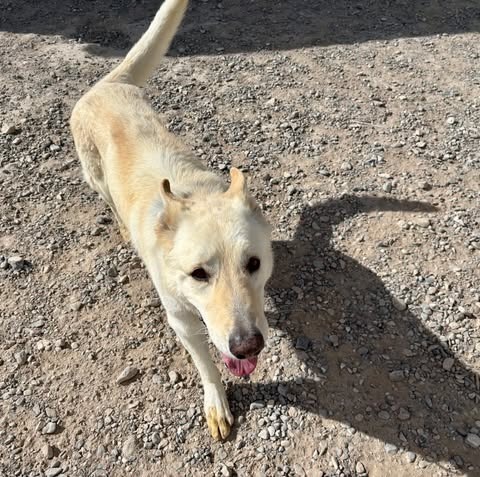 Rex, an adoptable German Shepherd Dog in Pahrump, NV, 89048 | Photo Image 3