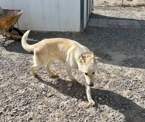 Rex, an adoptable German Shepherd Dog in Pahrump, NV, 89048 | Photo Image 4