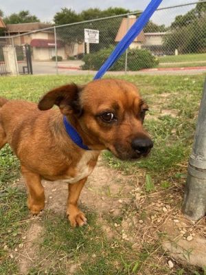 You can fill out an adoption application online on our official website Somora TX is a female Chi