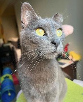 Bluie Domestic Short Hair Cat