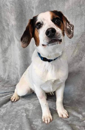 8 months 24lbs Beagle Mix Spayed Is eligible to join our foster-to-adopt prog