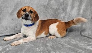 8 months 28lbs Beagle Mix Neutered Want to adopt Submit an adoption application at socialteesnyc