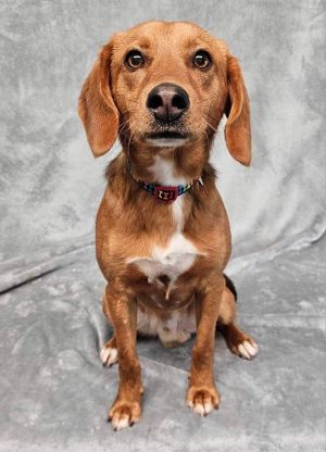 WESTLAND - 8 months 23lbs Beagle Mix Neutered - Expected Full Grown Size is 25lbs Want to adopt 