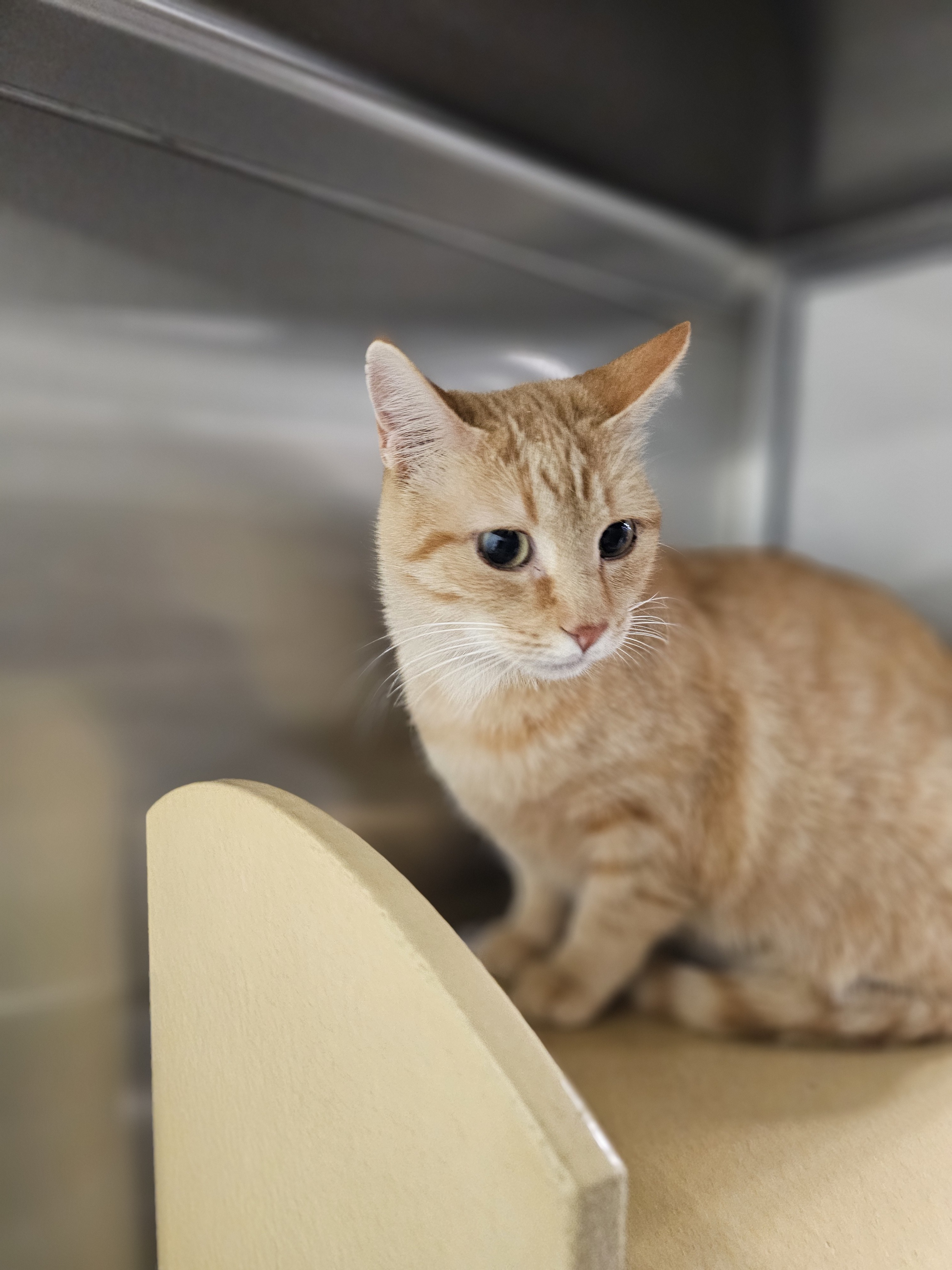 Penelope, an adoptable Domestic Short Hair in Twin Falls, ID, 83301 | Photo Image 1