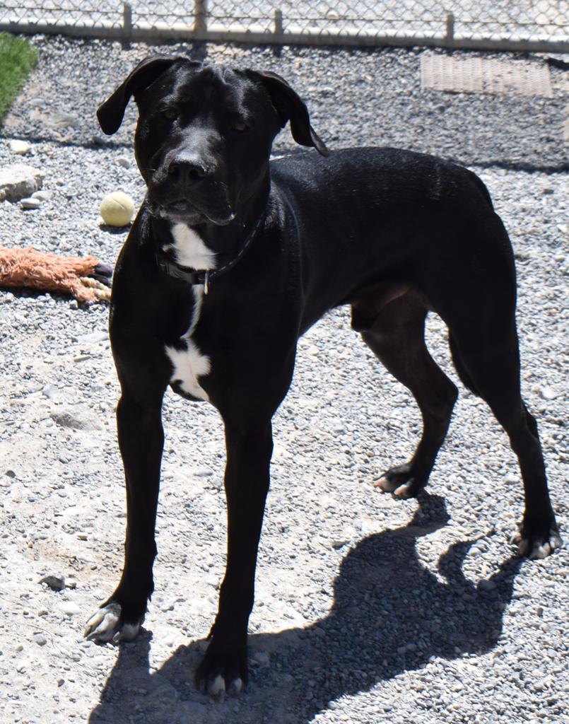 Comet (Midnight), an adoptable Black Labrador Retriever, Pit Bull Terrier in Pahrump, NV, 89048 | Photo Image 1