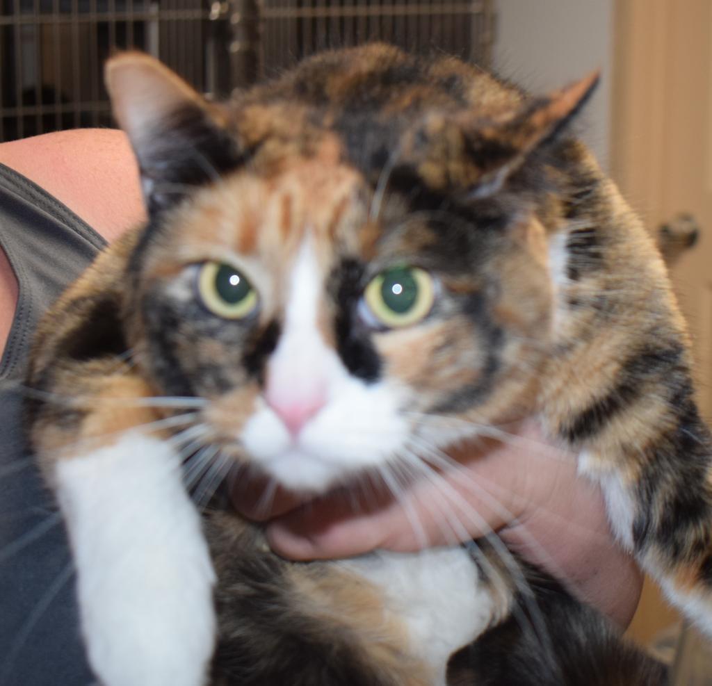 Kit Kat, an adoptable Calico in Pahrump, NV, 89048 | Photo Image 1