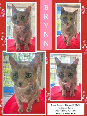 Brinn, Adult Female Domestic Short Hair