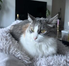Lila Domestic Medium Hair Cat