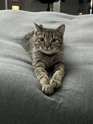 My foster writes Step into Cabbages World Meet our spirited one-year-old brown tabby Cabbage wh