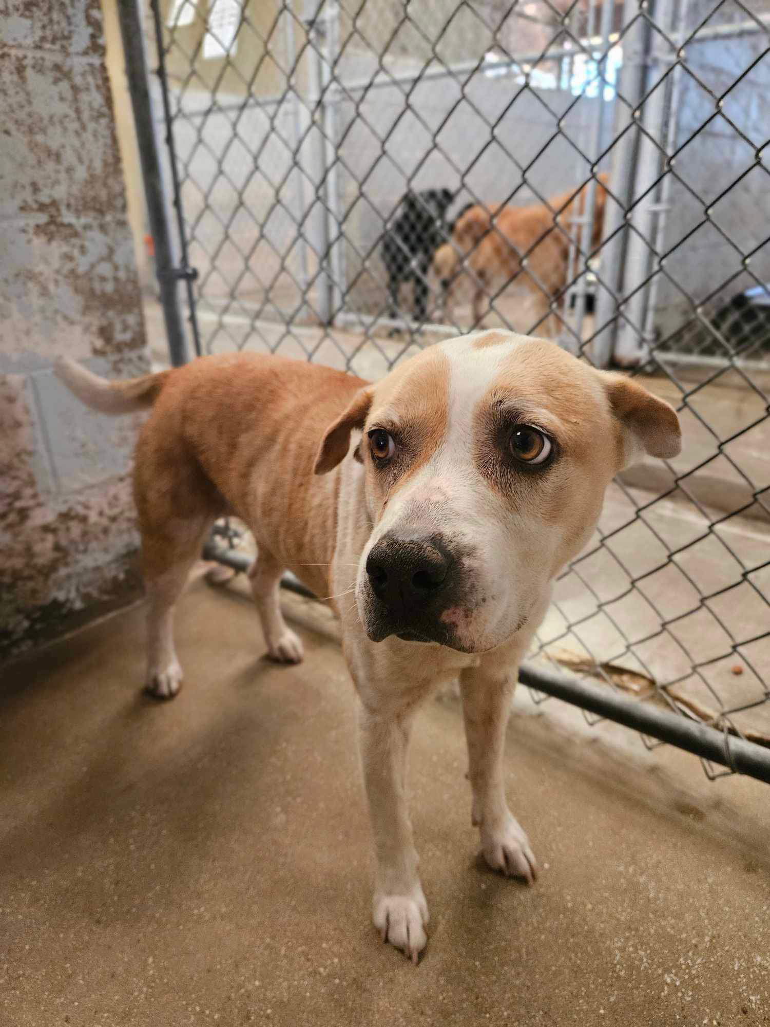 Crunch, an adoptable Cattle Dog, Pit Bull Terrier in El Centro, CA, 92243 | Photo Image 1