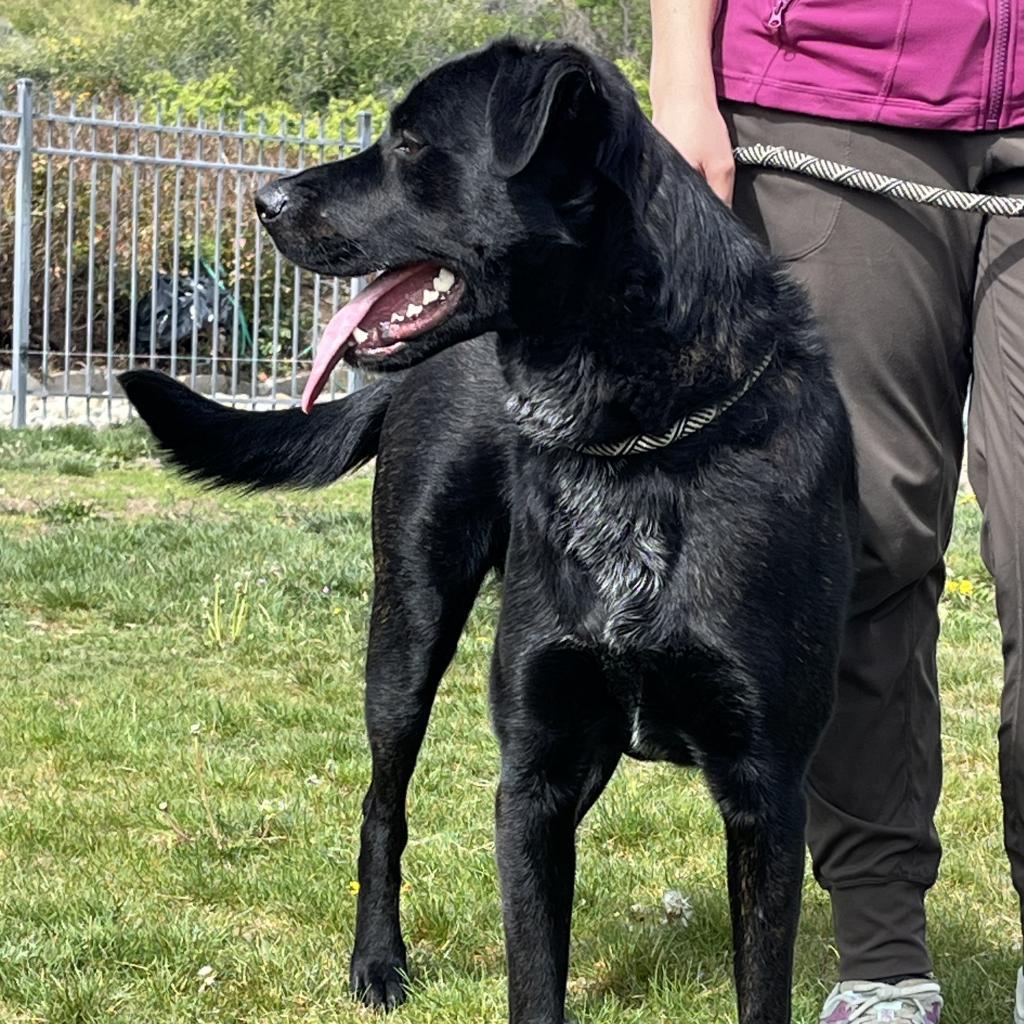 Titan, an adoptable Black Labrador Retriever, Mixed Breed in Cashmere, WA, 98815 | Photo Image 5