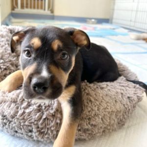 Hi My name is Santiago and Im at the Santa Barbara Campus Im a 2 month old female Shepherd mix