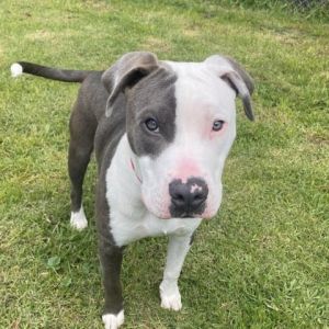Hi My name is Chico and Im at the Santa Barbara Campus Im a 1 year old male Terrier Pit