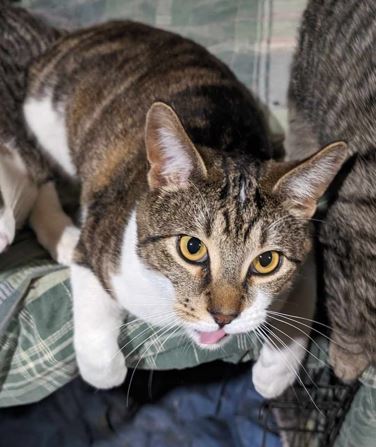 Junior, an adoptable Domestic Short Hair in Twin Falls, ID, 83301 | Photo Image 1