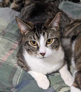 Stripes, an adoptable Domestic Short Hair in Twin Falls, ID, 83301 | Photo Image 2