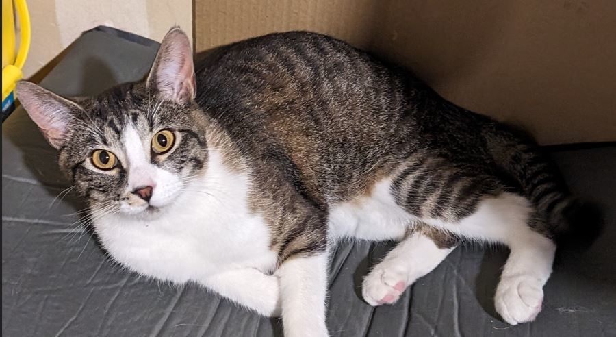 Stripes, an adoptable Domestic Short Hair in Twin Falls, ID, 83301 | Photo Image 3