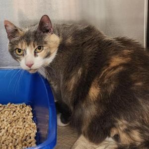 Meet Large Marge a 7-year-old female calico cat She captivates with her striking coat adorned wit