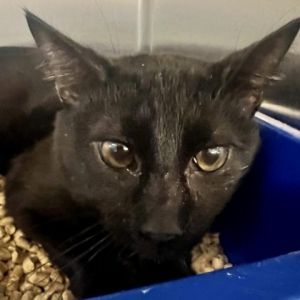 Meet Captain a sleek 2-year-old male cat with a striking black coat Captain is a confident and aff