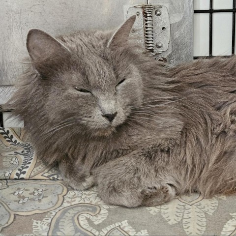 Jupiter, an adoptable Nebelung, Domestic Long Hair in Kingman, KS, 67068 | Photo Image 1