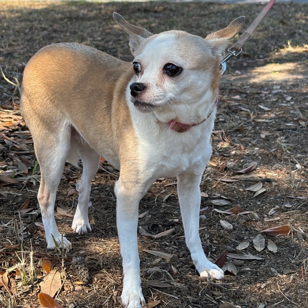 Jocelyn, an adoptable Chihuahua in Freeport, FL, 32439 | Photo Image 1