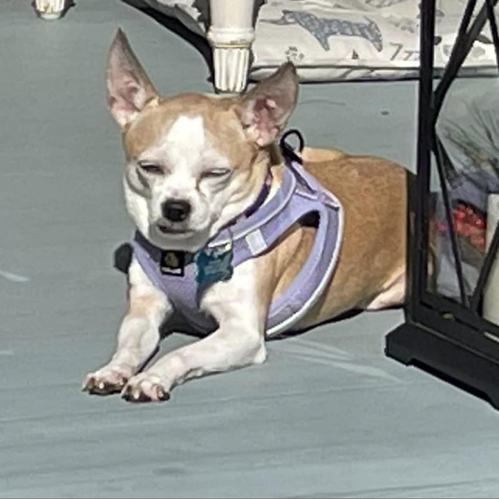 Jocelyn, an adoptable Chihuahua in Freeport, FL, 32439 | Photo Image 2