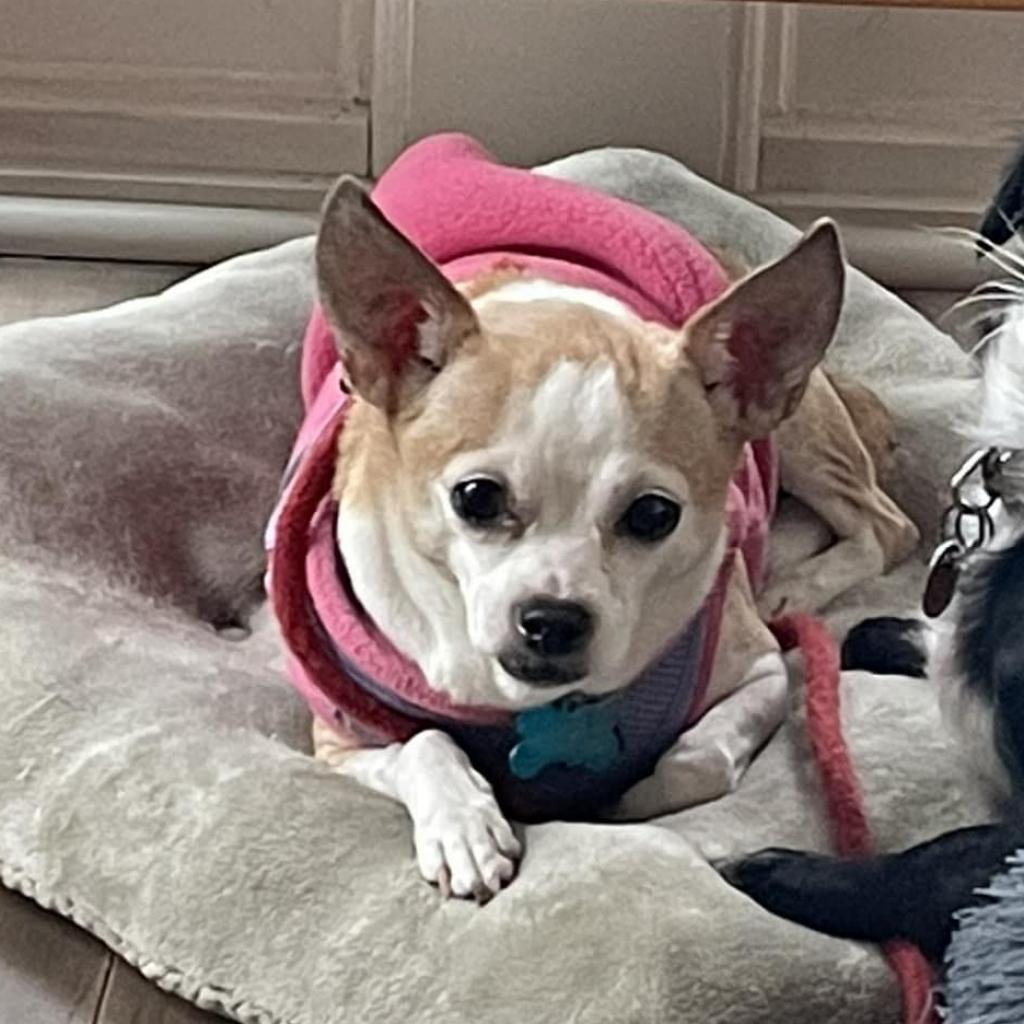 Jocelyn, an adoptable Chihuahua in Freeport, FL, 32439 | Photo Image 3