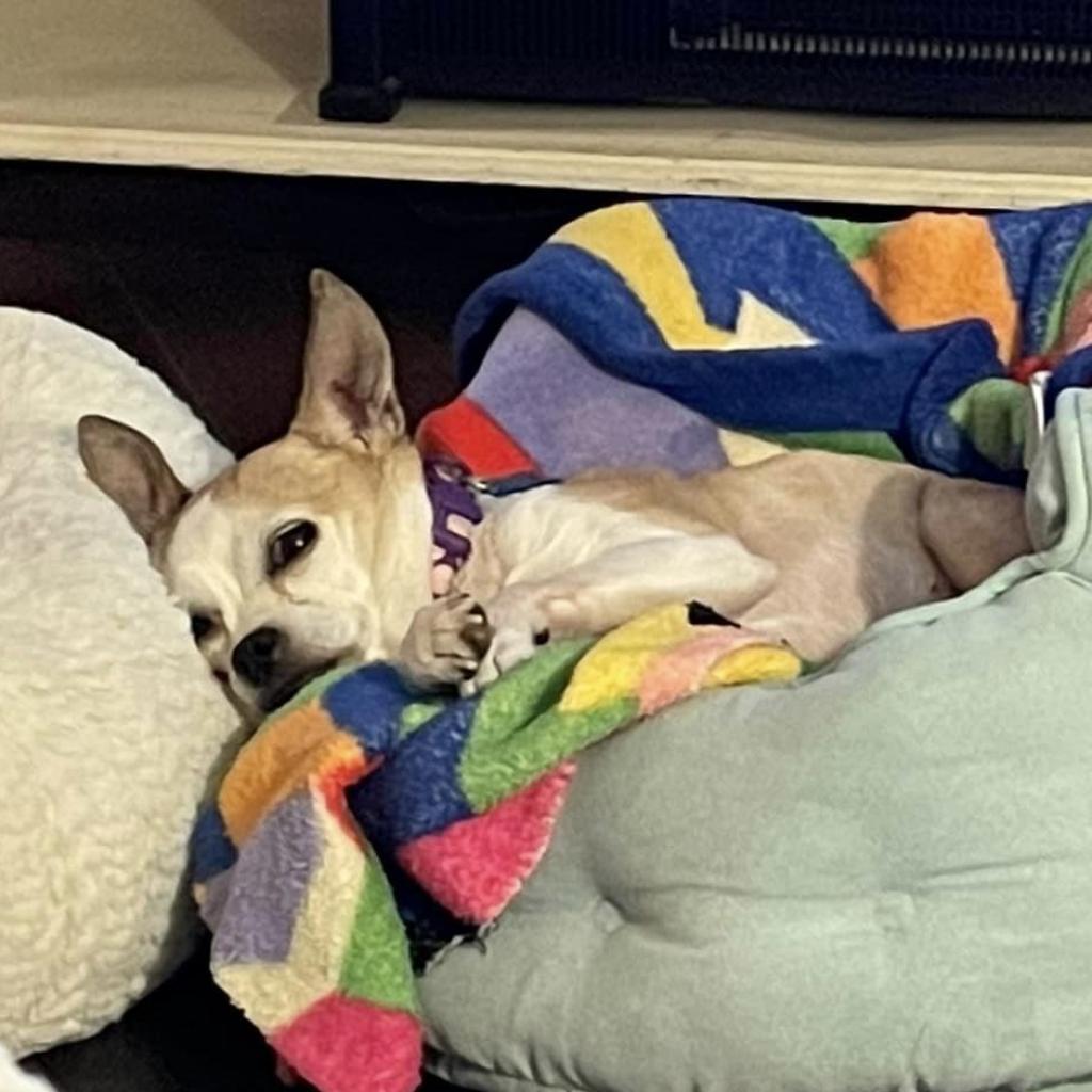 Jocelyn, an adoptable Chihuahua in Freeport, FL, 32439 | Photo Image 4