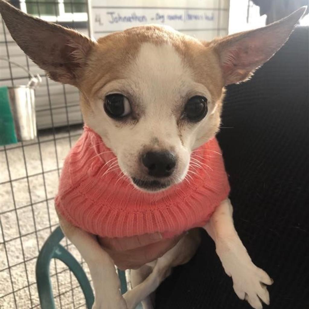 Jocelyn, an adoptable Chihuahua in Freeport, FL, 32439 | Photo Image 5