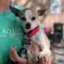 Jocelyn, an adoptable Chihuahua in Freeport, FL, 32439 | Photo Image 6