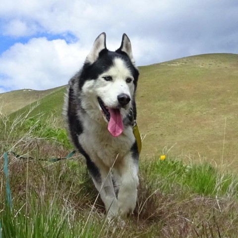 Denali, an adoptable Mixed Breed in Hailey, ID, 83333 | Photo Image 1