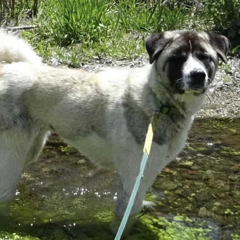 Vivian, an adoptable Mixed Breed in Hailey, ID, 83333 | Photo Image 1
