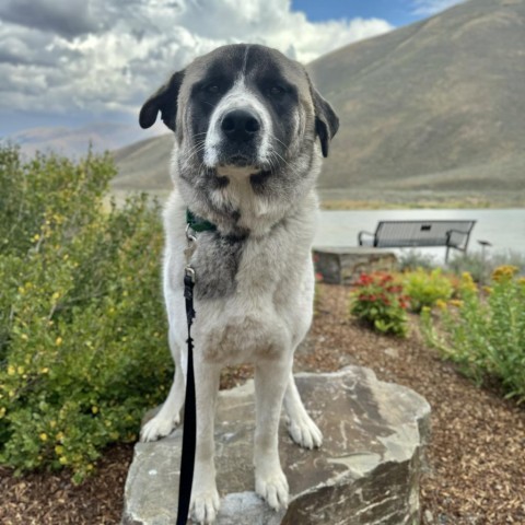 Vivian, an adoptable Mixed Breed in Hailey, ID, 83333 | Photo Image 1