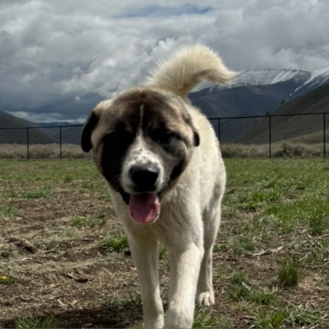 Vivian, an adoptable Mixed Breed in Hailey, ID, 83333 | Photo Image 2