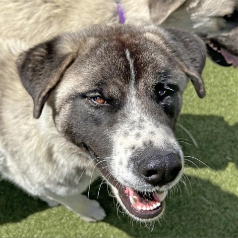 Vivian, an adoptable Mixed Breed in Hailey, ID, 83333 | Photo Image 3