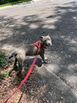 WENDY American Staffordshire Terrier Dog