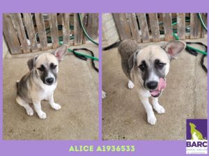 Hi im Alice MsAlice is super food motivated she loves her food She loves playing with toys kidd