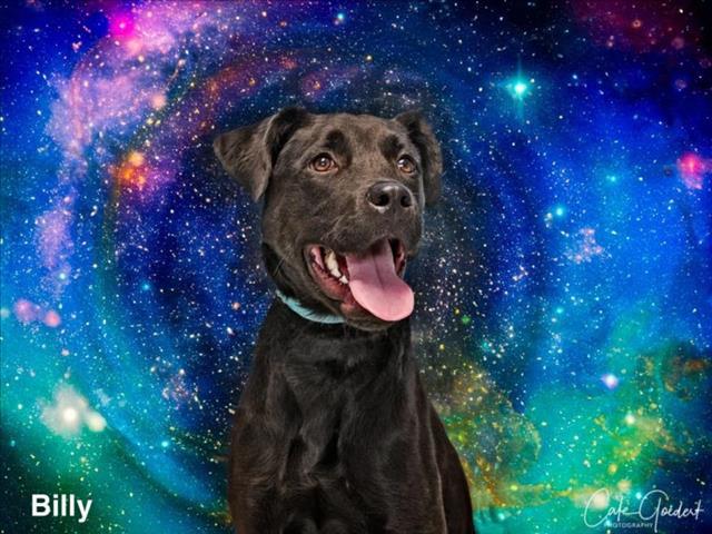 BILLY, an adoptable Mixed Breed in Santa Fe, NM, 87507 | Photo Image 1