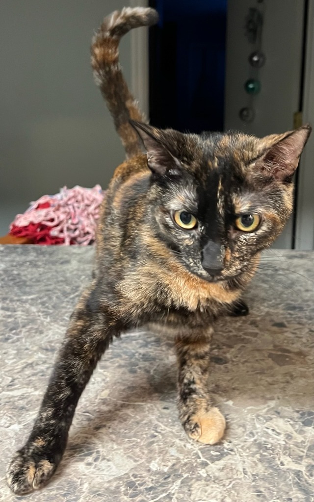 Golden Girl, an adoptable Domestic Short Hair in Darien, GA, 31305 | Photo Image 1