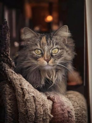 Tawny Persian Cat